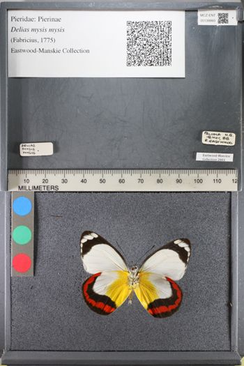 Media type: image;   Entomology 139993